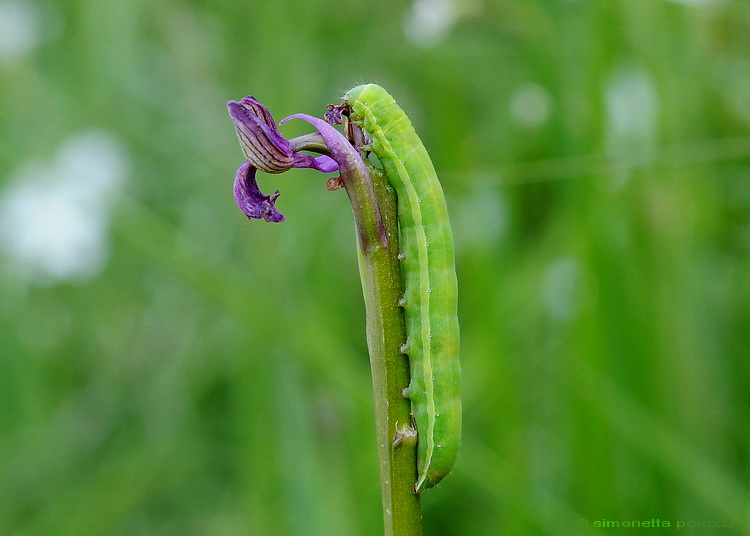 Orchidee in pericolo.